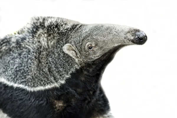 Retrato de um Anteater Gigante (Myrmecophaga tridactyla), recortado — Fotografia de Stock
