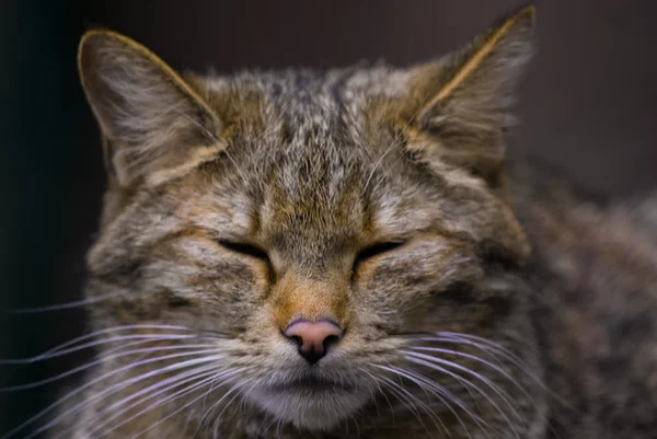Європейської кішки (Felis silvestris) — стокове фото