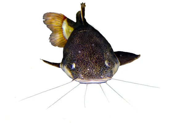 Redtail catfish (Phractocephalus hemioliopterus) Stock Picture