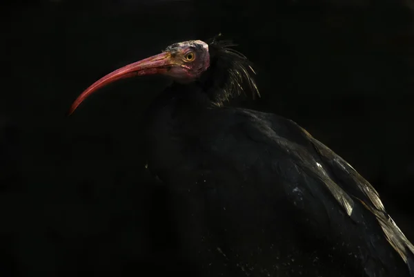Βόρεια bald ibis (geronticus ερημίτης) Royalty Free Εικόνες Αρχείου