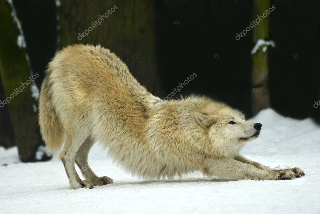 Arcitc wolf (Canis lupus arctos) stretching itself