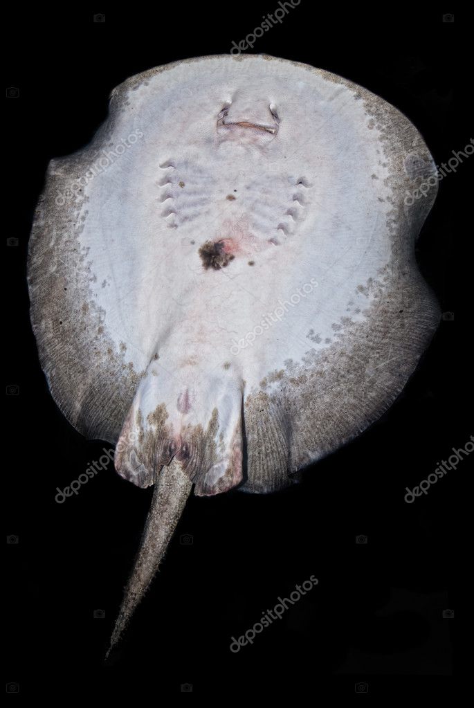 Bottom of a River stingray (potamotrygonidae) — Stock Photo ...