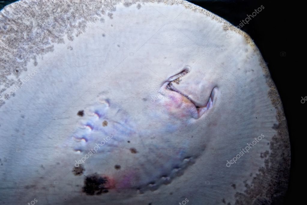 Bottom of a River stingray (potamotrygonidae) — Stock Photo ...