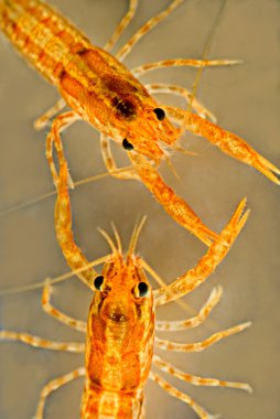 Two Mexican dwarf orange crayfishes fighting