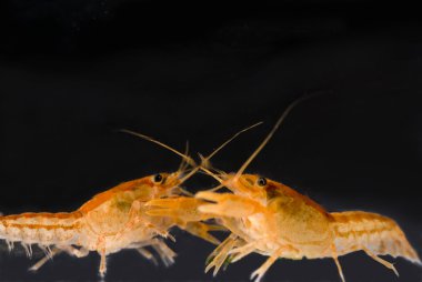 Two Mexican dwarf orange crayfishes fighting