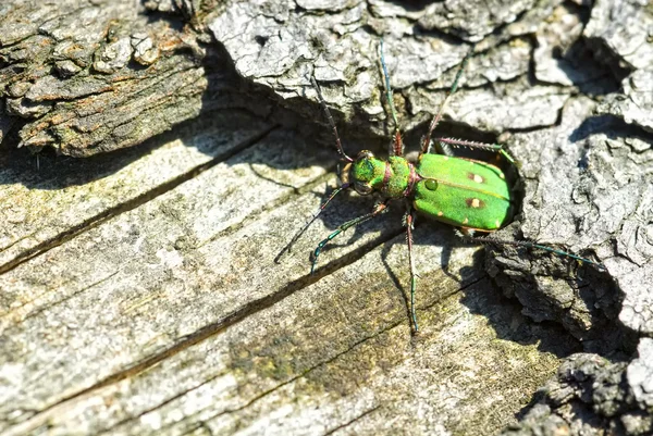 Green Tiger Beetle (Cicindela campestris) — Stock Photo, Image