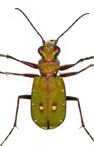Green Tiger Beetle (Cicindela campestris) — Stock Photo, Image