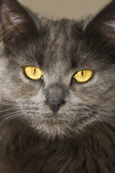 Gris maine coon gato —  Fotos de Stock