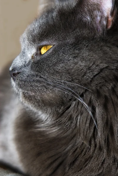 Gatto procione grigio del Maine — Foto Stock