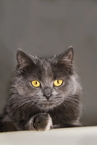 Gato de casulo maine cinza — Fotografia de Stock