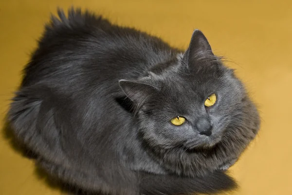 Gris maine coon gato — Foto de Stock