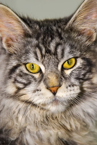 メインコーン猫の肖像画 — ストック写真