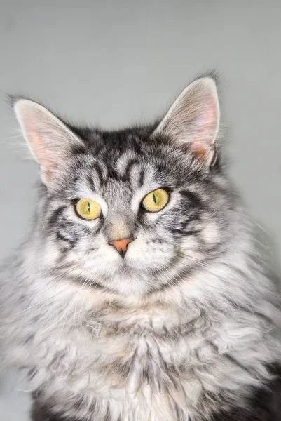 缅因州猫的肖像 — 图库照片