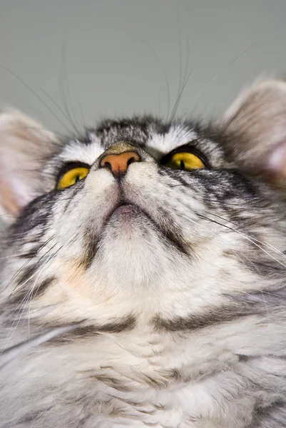 Maine Mýval kočka portrét — Stock fotografie