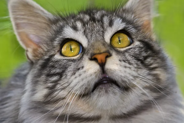 メインあらいくま猫のクローズ アップ — ストック写真