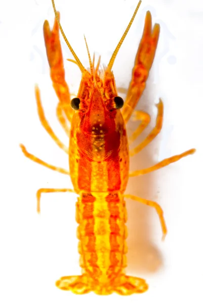 Mexican dwarf orange crayfish — Stock Photo, Image