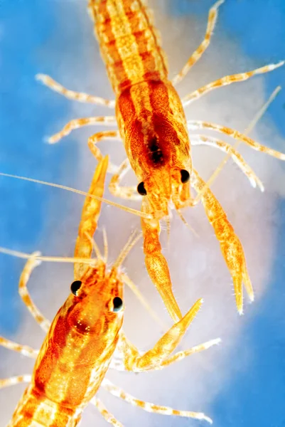 stock image Two Mexican dwarf orange crayfishes fighting