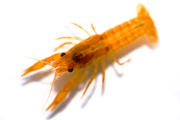 Mexican dwarf orange crayfish — Stock Photo, Image