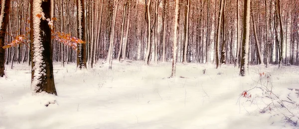 Τοπίο με χειμωνιαία δάση Εικόνα Αρχείου