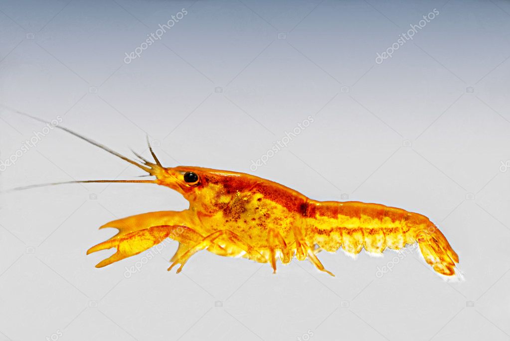 Mexican dwarf orange crayfish — Stock Photo © fancyfocus #3739791