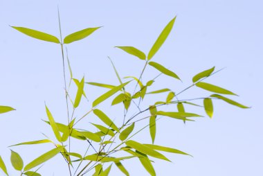 Bambu dalları güneş