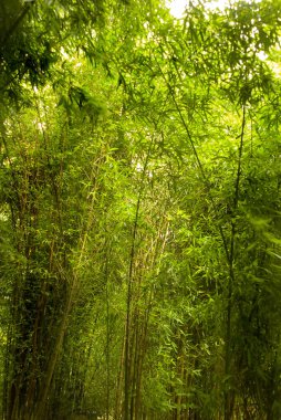 Güneş bambu ormanında