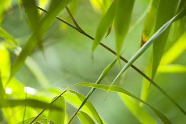 Bambu dalları güneş