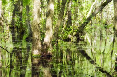 Everglades Kuzey Almanya