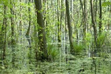 Everglades Kuzey Almanya