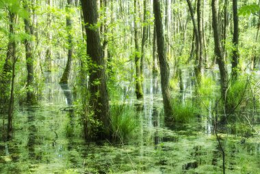 Everglades Kuzey Almanya