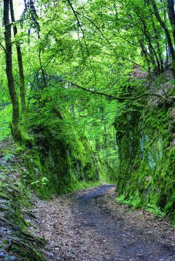 yol throug küçük orman Kanyonu