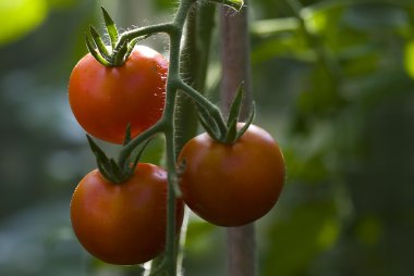 Domates (Solanum lycopersicum) bitki