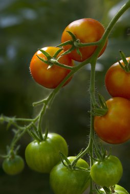 Domates (Solanum lycopersicum) bitki