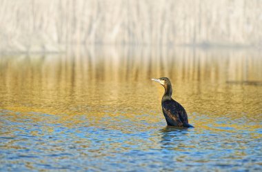 Tepeli karabatak veya ortak Tepeli karabatak (Phalacrocorax aristotelis)