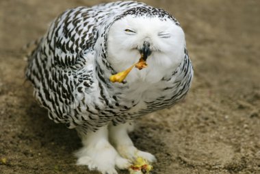 Snowy Owl (Bubo scandiacus) feeding clipart