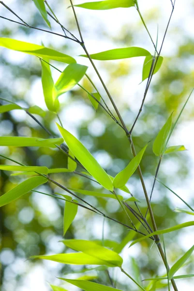 stock image Bamboo branches in the sun