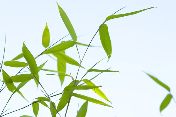 Stock image Bamboo branches in the sun