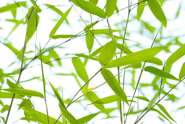 stock image Bamboo branches in the sun