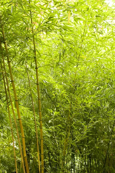 stock image Bamboo forest in the sun