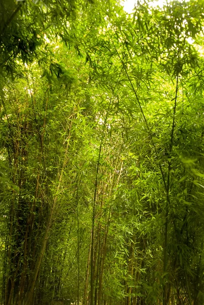 Floresta de bambu ao sol — Fotografia de Stock