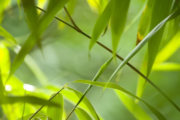 stock image Bamboo branches in the sun