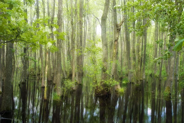 Everglades Kuzey Almanya