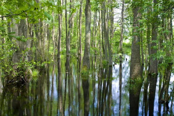 stock image Everglades in northern germany