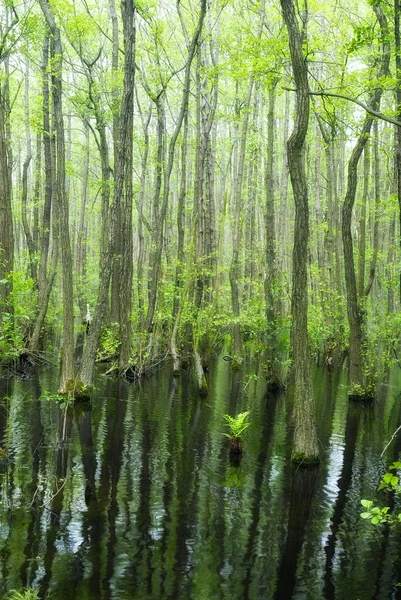 Everglades no norte da Alemanha — Fotografia de Stock
