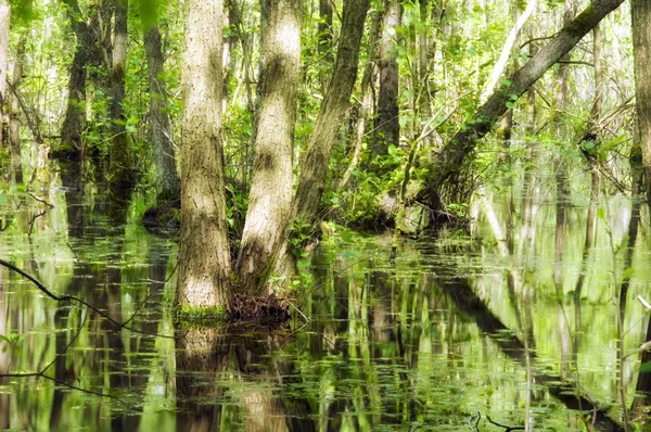Everglades in northern germany — Stock Photo, Image