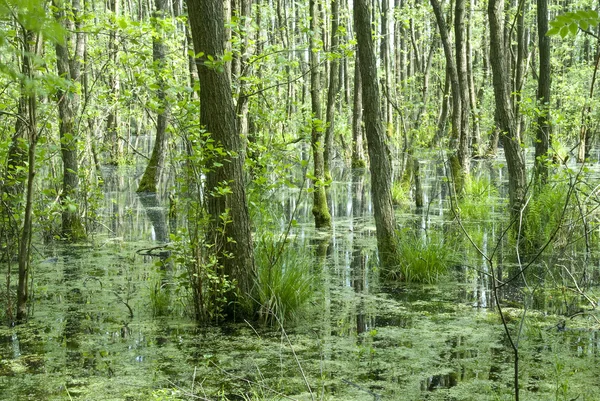 Everglades in northern germany — Stock Photo, Image