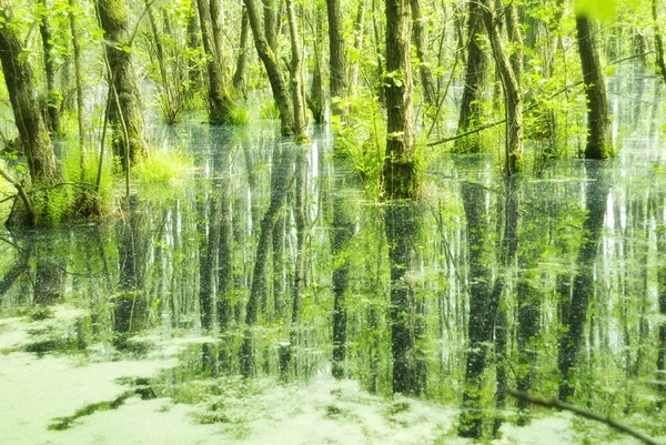 stock image Everglades in northern germany