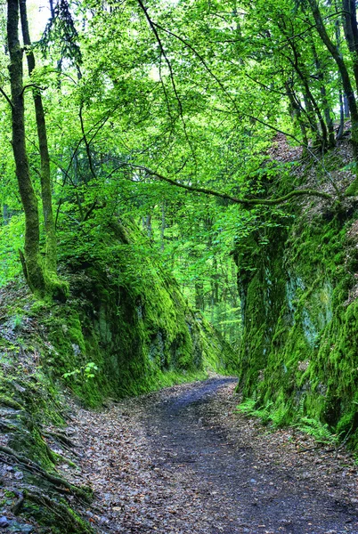 Path throug a small forest canyon — Stock Photo, Image