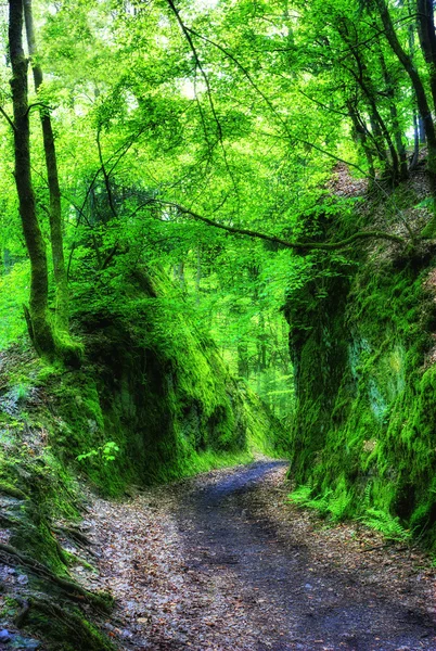 Yol throug küçük orman Kanyonu — Stok fotoğraf