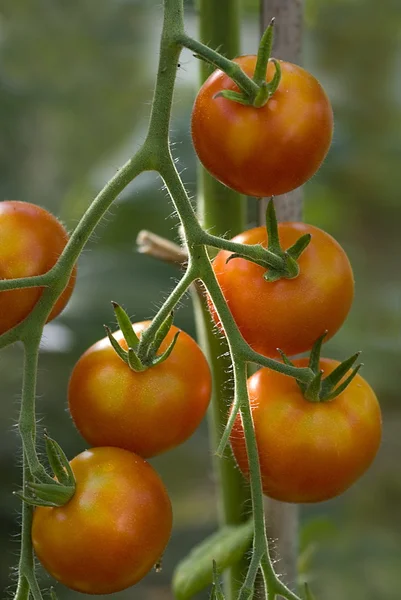 Помидор (Solanum lycopersicum) завод — стоковое фото